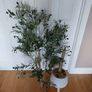 Indoor decorative Olive tree Image 2