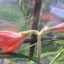Amaryllis plant Image 2