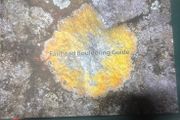 Fairhead bouldering book