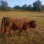 Highland Bull Image 4