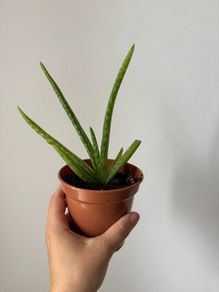 Aloe plant