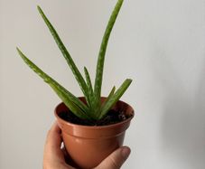 Aloe plant