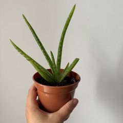 Aloe plant