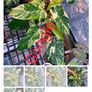 No.1 Philodendron Emerald Queen Image 2