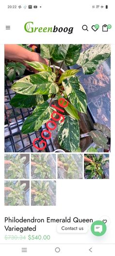 No.1 Philodendron Emerald Queen