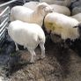 Hoggets Image 6