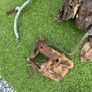 vintage donkey collar Image 3
