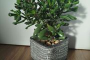 Gollum Jade succulent