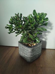 Gollum Jade succulent