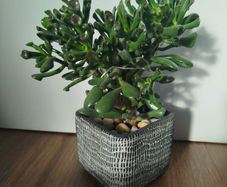 Gollum Jade succulent