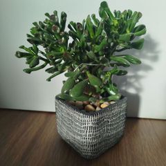 Gollum Jade succulent