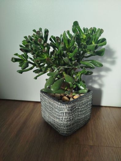 Gollum Jade succulent