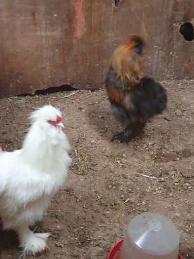 Usa Silkie Chicks And Fertile Eggs