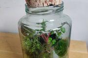 glass terrarium containing philodendron Pink Princess
