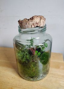 glass terrarium containing philodendron Pink Princess