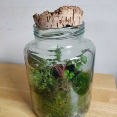 glass terrarium containing philodendron Pink Princess