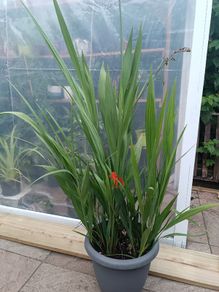 Large Lucifer Plant