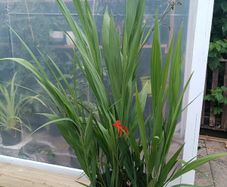 Large Lucifer Plant