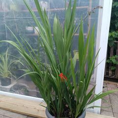 Large Lucifer Plant
