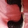 Vivobarefoot TRACKER HI II FG Obsidian Leather Image 7