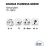 (C) Selosia Plumosa Mixed Seeds 0,5g Image 2