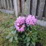Rhododendron Image 2