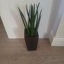 Sansevieria Cylindrica planter Image 3