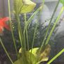 25L Ciano Fish Tank Image 3