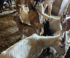 Female goats with kids