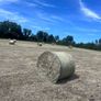 Bales of Rush hay bedding Image 2