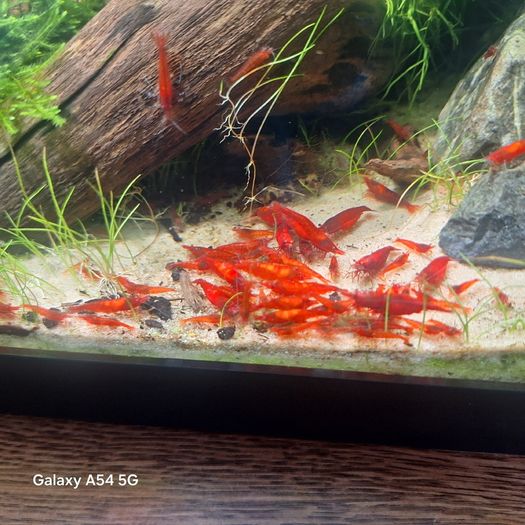 Shrimp and moss