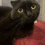 Scottish fold cat Image 3