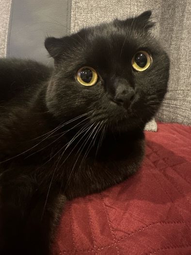 Scottish fold cat