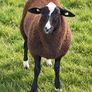 4 X Pedigree Zwartble Ram Lambs For Sale Image 3