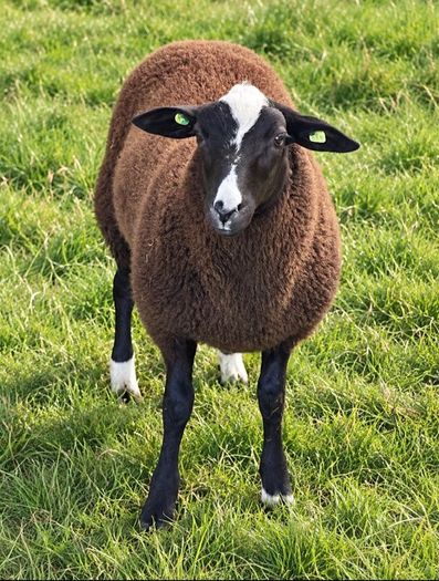 4 X Pedigree Zwartble Ram Lambs For Sale