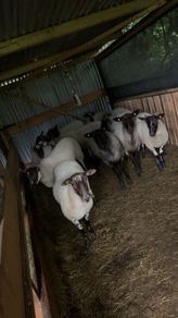 Hoggets