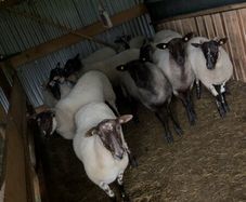 Hoggets
