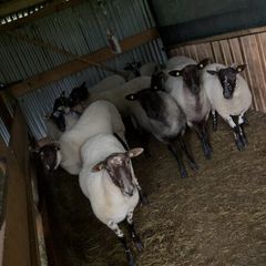 Hoggets