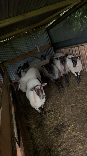 Hoggets