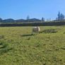 Hoggets Image 5