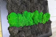 Frame 01 - 20x25cm natural moss