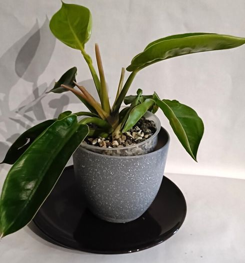 Philodendron Moonlight