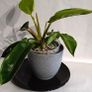 Philodendron Moonlight Image 6