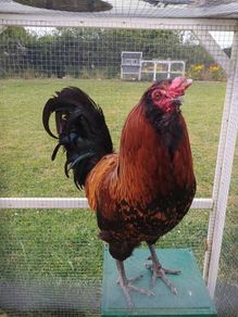 Rooster