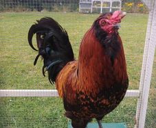 Rooster