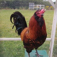 Rooster