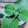 Cuban Oregano Plant with ceramic pot Image 2