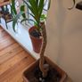 Low Maintenance Palm Tree Image 2