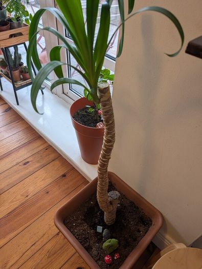Low Maintenance Palm Tree