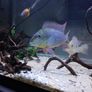 fish tank Image 2